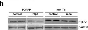 Anti-Actin antibody, Mouse monoclonal clone AC-40, purified from hybridoma cell culture