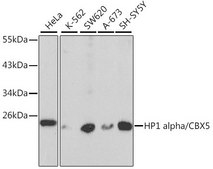 Anti- HP1 alpha/CBX5 antibody produced in rabbit