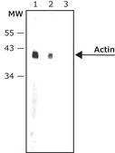 Anti-Rabbit IgG (whole molecule)–Biotin antibody produced in goat affinity isolated antibody, buffered aqueous solution
