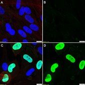 Anti-CMV immediate early Antibody, clone 6F8.2 ZooMAb&#174; Mouse Monoclonal recombinant, expressed in HEK 293 cells