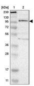 Anti-TSHZ1 antibody produced in rabbit Prestige Antibodies&#174; Powered by Atlas Antibodies, affinity isolated antibody, buffered aqueous glycerol solution