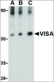 Anti-VISA (ab2) antibody produced in rabbit affinity isolated antibody, buffered aqueous solution