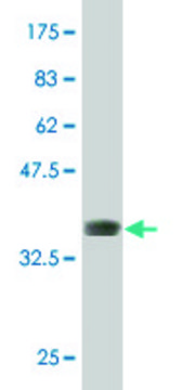 ANTI-DLX5 antibody produced in mouse clone 4B7, purified immunoglobulin, buffered aqueous solution