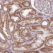Anti-SQRDL antibody produced in rabbit Prestige Antibodies&#174; Powered by Atlas Antibodies, affinity isolated antibody, buffered aqueous glycerol solution