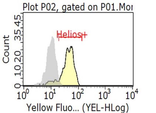 Anti-Helios Antibody, clone 22F6 clone 22F6, from hamster(Armenian)