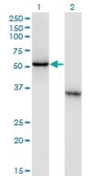 Monoclonal Anti-NXF3, (N-terminal) antibody produced in mouse clone 2C7, purified immunoglobulin, buffered aqueous solution