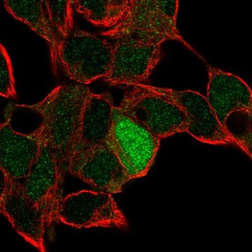 Anti-ID4 antibody produced in rabbit Prestige Antibodies&#174; Powered by Atlas Antibodies, affinity isolated antibody