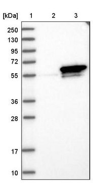 Anti-Sept6 antibody produced in rabbit Prestige Antibodies&#174; Powered by Atlas Antibodies, affinity isolated antibody, buffered aqueous glycerol solution