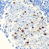 Anti-Parvalbumin (PVALB) Antibody, clone 6C7K6, Rabbit Monoclonal