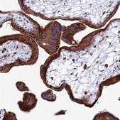 Anti-SPNS1 antibody produced in rabbit Prestige Antibodies&#174; Powered by Atlas Antibodies, affinity isolated antibody, buffered aqueous glycerol solution