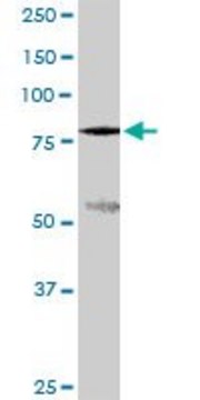 Monoclonal Anti-SLC3A1 antibody produced in mouse clone 2F2, ascites fluid