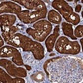 Anti-CRYL1 antibody produced in rabbit Prestige Antibodies&#174; Powered by Atlas Antibodies, affinity isolated antibody, buffered aqueous glycerol solution