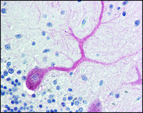 Anti-BIRC7/LIVIN antibody produced in rabbit affinity isolated antibody, buffered aqueous solution
