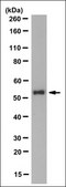 Anti-Sorting Nexin-17 Antibody, clone 4B8.1 clone 4B8.1, from mouse