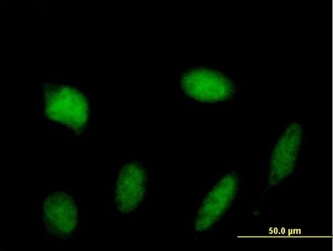 Anti-STAT5A antibody produced in mouse purified immunoglobulin, buffered aqueous solution