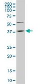 Monoclonal Anti-FAM50A antibody produced in mouse clone 5F10, purified immunoglobulin, buffered aqueous solution