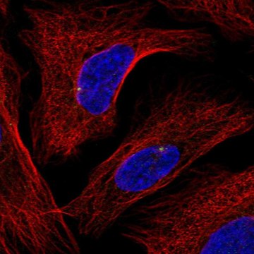 Anti-GRAP antibody produced in rabbit Prestige Antibodies&#174; Powered by Atlas Antibodies, affinity isolated antibody