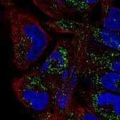 Anti-TFAM antibody produced in rabbit Prestige Antibodies&#174; Powered by Atlas Antibodies, affinity isolated antibody