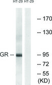 Anti-GR antibody produced in rabbit affinity isolated antibody