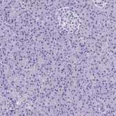 Anti-CELF5 antibody produced in rabbit Prestige Antibodies&#174; Powered by Atlas Antibodies, affinity isolated antibody, buffered aqueous glycerol solution