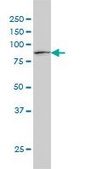 Monoclonal Anti-STAT1 antibody produced in mouse clone 1A8, purified immunoglobulin, buffered aqueous solution