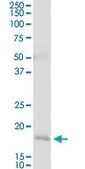 Anti-NNT antibody produced in rabbit purified immunoglobulin, buffered aqueous solution