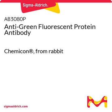 Anti-Green Fluorescent Protein Antibody Chemicon&#174;, from rabbit