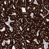 Anti-SAMM50 antibody produced in rabbit Prestige Antibodies&#174; Powered by Atlas Antibodies, affinity isolated antibody, buffered aqueous glycerol solution