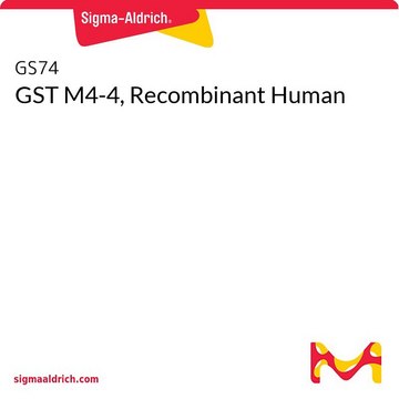 GST M4-4, Recombinant Human