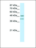 Anti-RAE1 (AB1) antibody produced in rabbit affinity isolated antibody