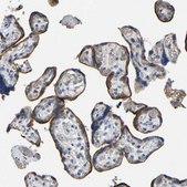 Anti-ACKR2 antibody produced in rabbit Prestige Antibodies&#174; Powered by Atlas Antibodies, affinity isolated antibody, buffered aqueous glycerol solution