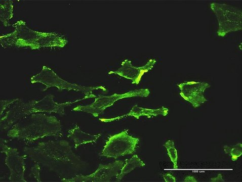 Monoclonal Anti-SH2D3C antibody produced in mouse clone 2B4, purified immunoglobulin, buffered aqueous solution