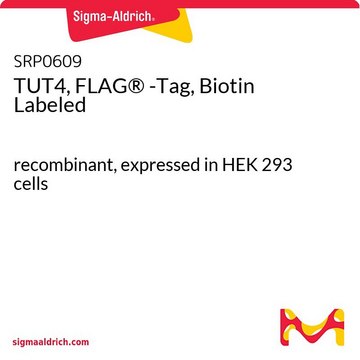 TUT4, FLAG&#174; -Tag, Biotin Labeled recombinant, expressed in HEK 293 cells