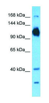 Anti-ATP1A1 (N-terminal) antibody produced in rabbit affinity isolated antibody