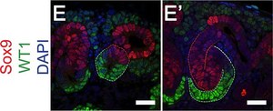Anti-Sox9 Antibody Chemicon&#174;, from rabbit