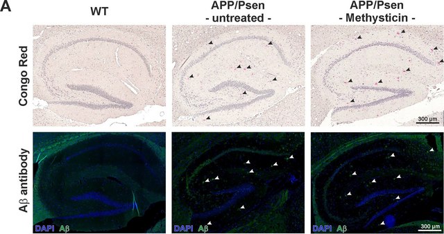 Anti-Beta-Amyloid 1-42 Antibody Chemicon&#174;, from rabbit