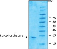 Pyrophosphatase, Inorganic from Escherichia coli recombinant, expressed in E. coli, lyophilized powder, &#8805;90%, &#8805;800&#160;units/mg protein