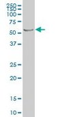 Monoclonal Anti-PTEN antibody produced in mouse clone 3E7, purified immunoglobulin, buffered aqueous solution