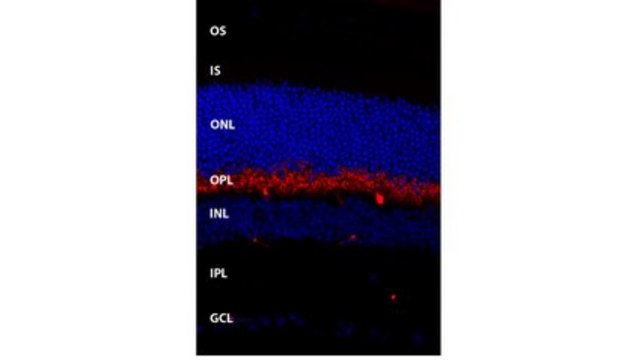 Anti-TMEM16B Antibody, clone 13B8 clone 13B8, from mouse