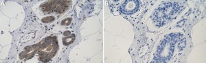 Anti-Chk1 Antibody, clone 2E14 ZooMAb&#174; Rabbit Monoclonal recombinant, expressed in HEK 293 cells
