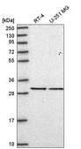 Anti-EIF2B1 antibody produced in rabbit Prestige Antibodies&#174; Powered by Atlas Antibodies, affinity isolated antibody