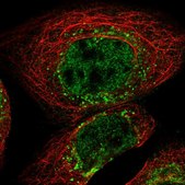 Anti-FAM219A antibody produced in rabbit Prestige Antibodies&#174; Powered by Atlas Antibodies, affinity isolated antibody, buffered aqueous glycerol solution