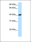 Anti-SELENBP1 affinity isolated antibody