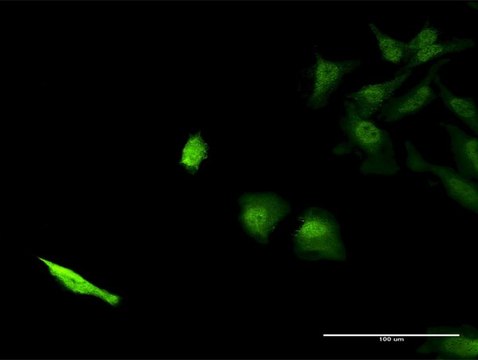 Monoclonal Anti-SEC13 antibody produced in mouse clone 1G7, purified immunoglobulin, buffered aqueous solution