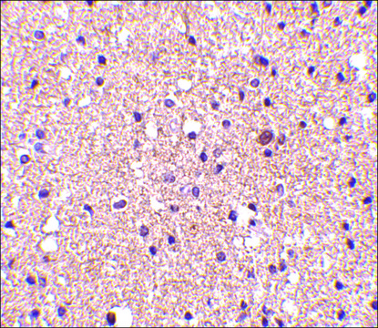 Anti-Op18 (ab1) antibody produced in rabbit affinity isolated antibody, buffered aqueous solution