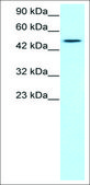 Anti-TBX19 antibody produced in rabbit IgG fraction of antiserum