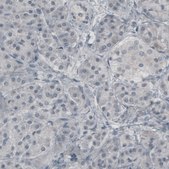 Monoclonal Anti-GLUL antibody produced in mouse Prestige Antibodies&#174; Powered by Atlas Antibodies, clone CL2999, purified immunoglobulin, buffered aqueous glycerol solution