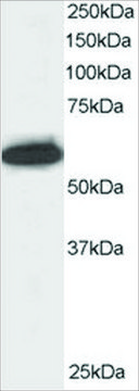 Anti-NPAP60/NUP50 antibody produced in goat affinity isolated antibody, buffered aqueous solution