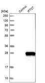 Anti-IFT27 antibody produced in rabbit Prestige Antibodies&#174; Powered by Atlas Antibodies, affinity isolated antibody, buffered aqueous glycerol solution