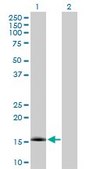 Anti-NXT1 antibody produced in mouse purified immunoglobulin, buffered aqueous solution